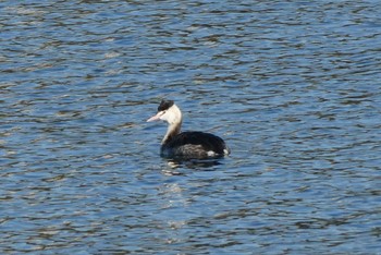 2022年12月4日(日) 北区 こどもの水辺 (東京都)の野鳥観察記録