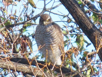 Eurasian Sparrowhawk Mizumoto Park Wed, 12/7/2022