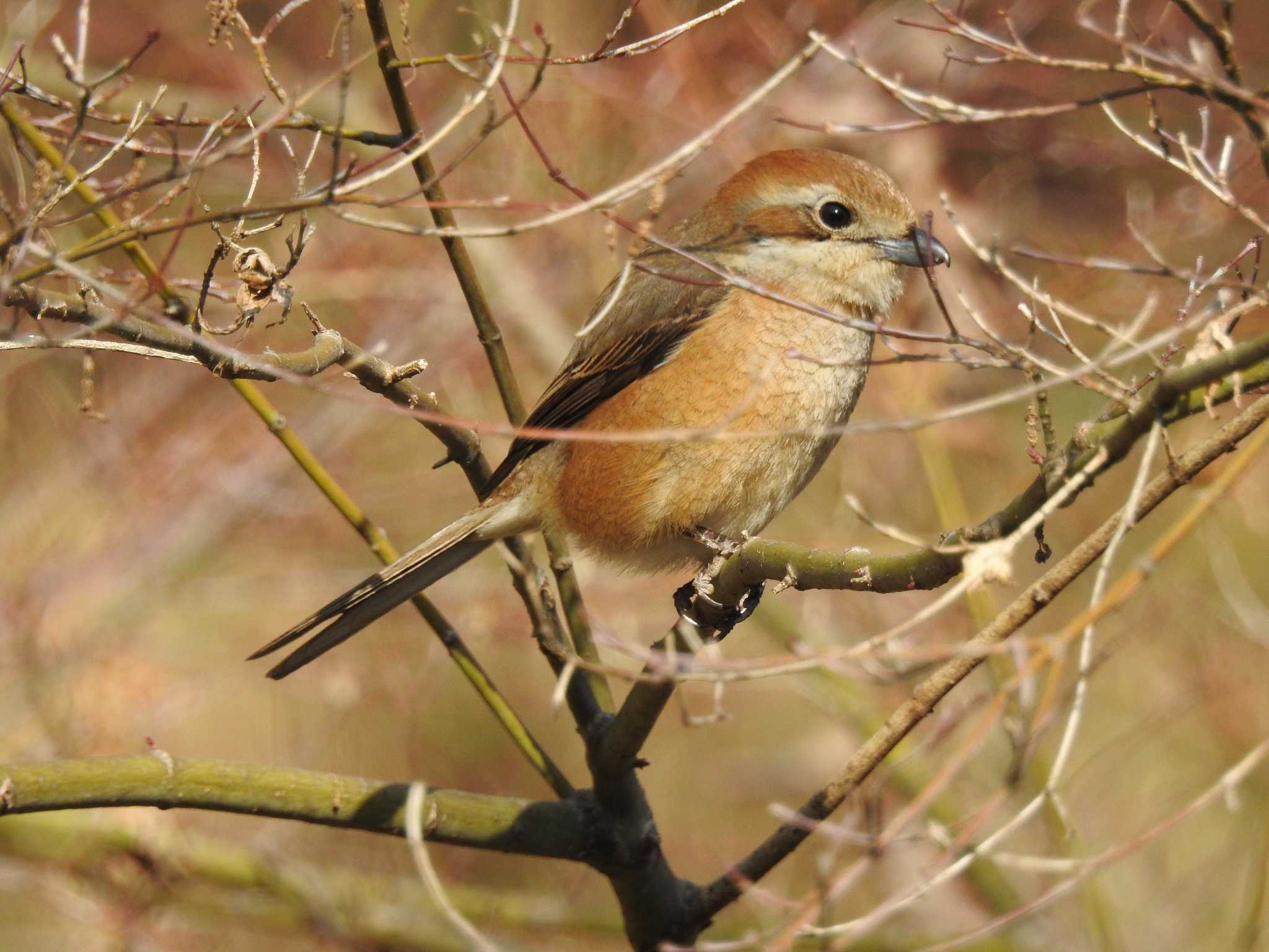 Bull-headed Shrike