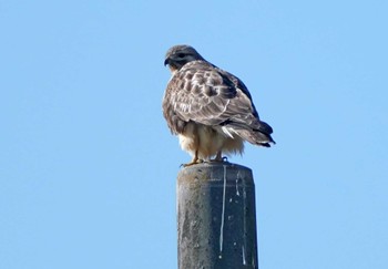 Eastern Buzzard 板倉町 Sun, 12/4/2022