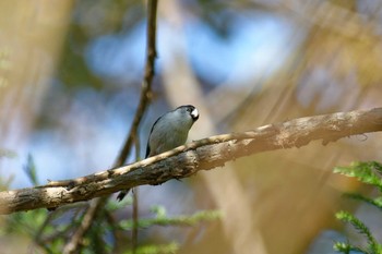 Long-tailed Tit 横浜市立金沢自然公園 Wed, 12/7/2022