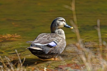 Eastern Spot-billed Duck 横浜市立金沢自然公園 Wed, 12/7/2022