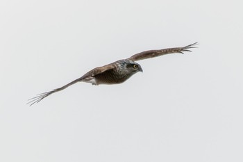 Eurasian Sparrowhawk 響灘ビオトープ Wed, 12/7/2022