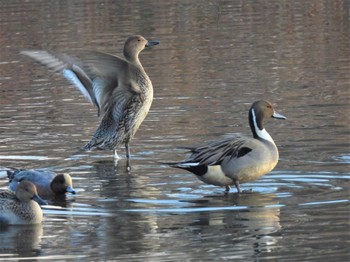 2022年12月4日(日) 見沼自然公園の野鳥観察記録