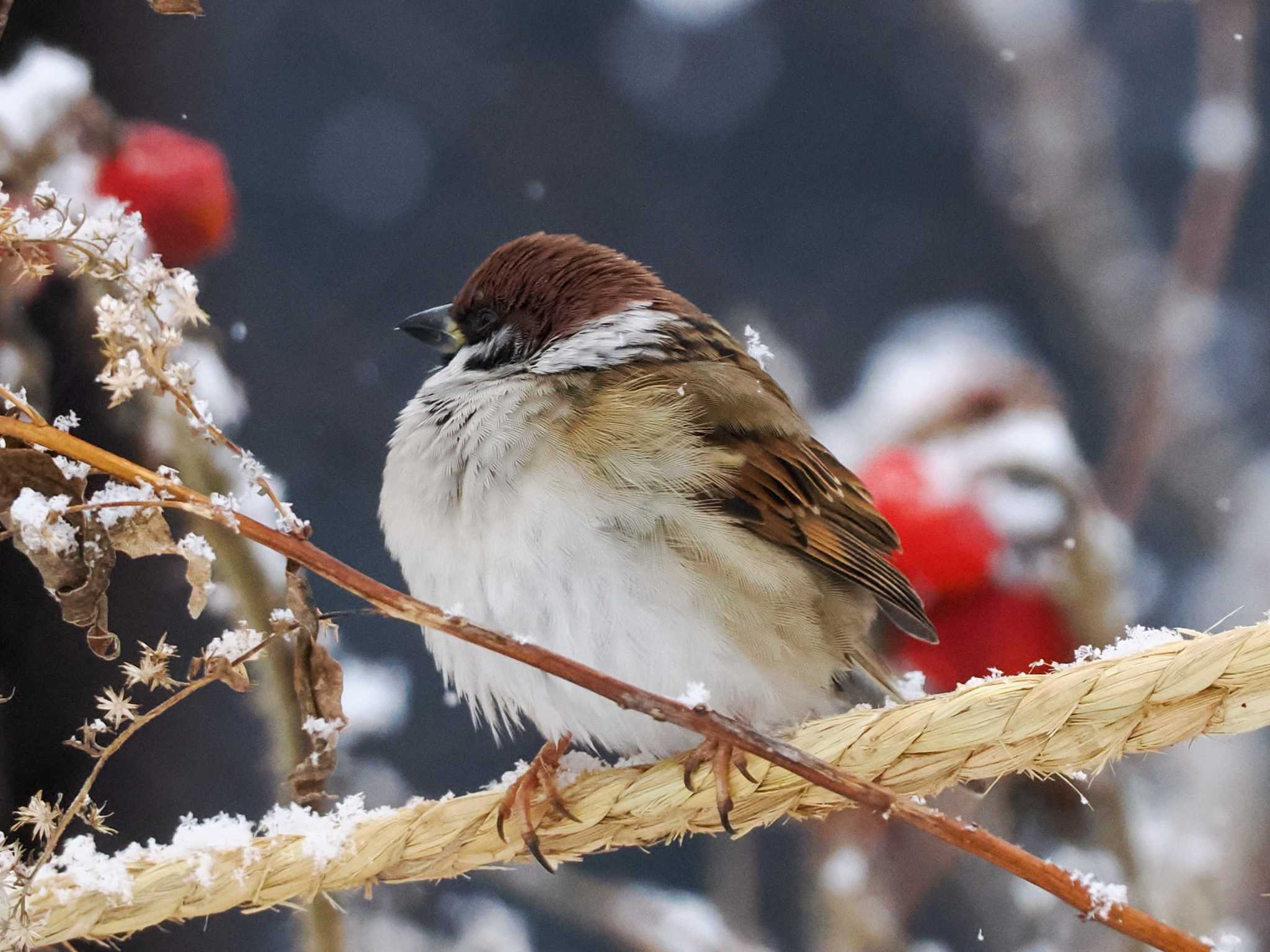 福井ふたば公園(札幌市西区) スズメの写真 by 98_Ark (98ｱｰｸ)