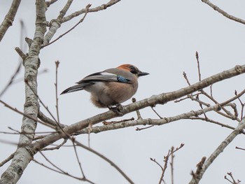 2022年12月3日(土) 北大研究林(北海道大学苫小牧研究林)の野鳥観察記録