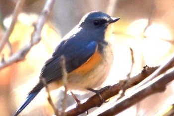 Red-flanked Bluetail Komiya Park Wed, 12/7/2022