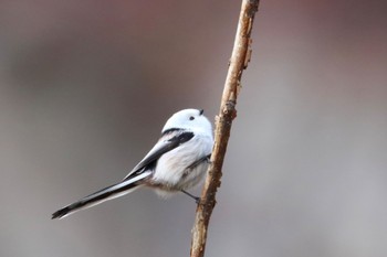 Long-tailed tit(japonicus) Makomanai Park Sun, 11/27/2022