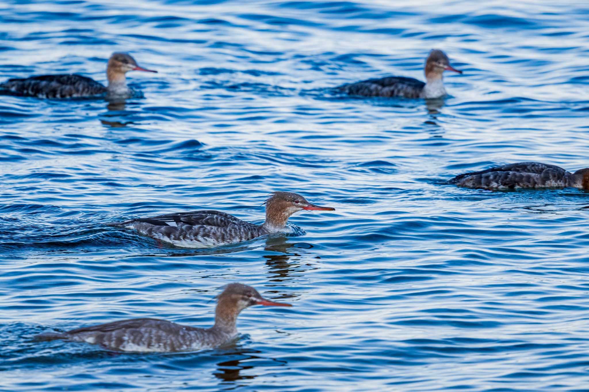 長井漁港 ウミアイサの写真 by Tosh@Bird