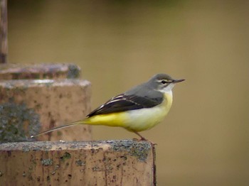 Grey Wagtail 小畔水鳥の郷公園 Tue, 12/6/2022