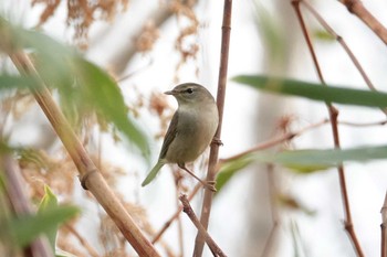 Sat, 10/22/2022 Birding report at 稚内