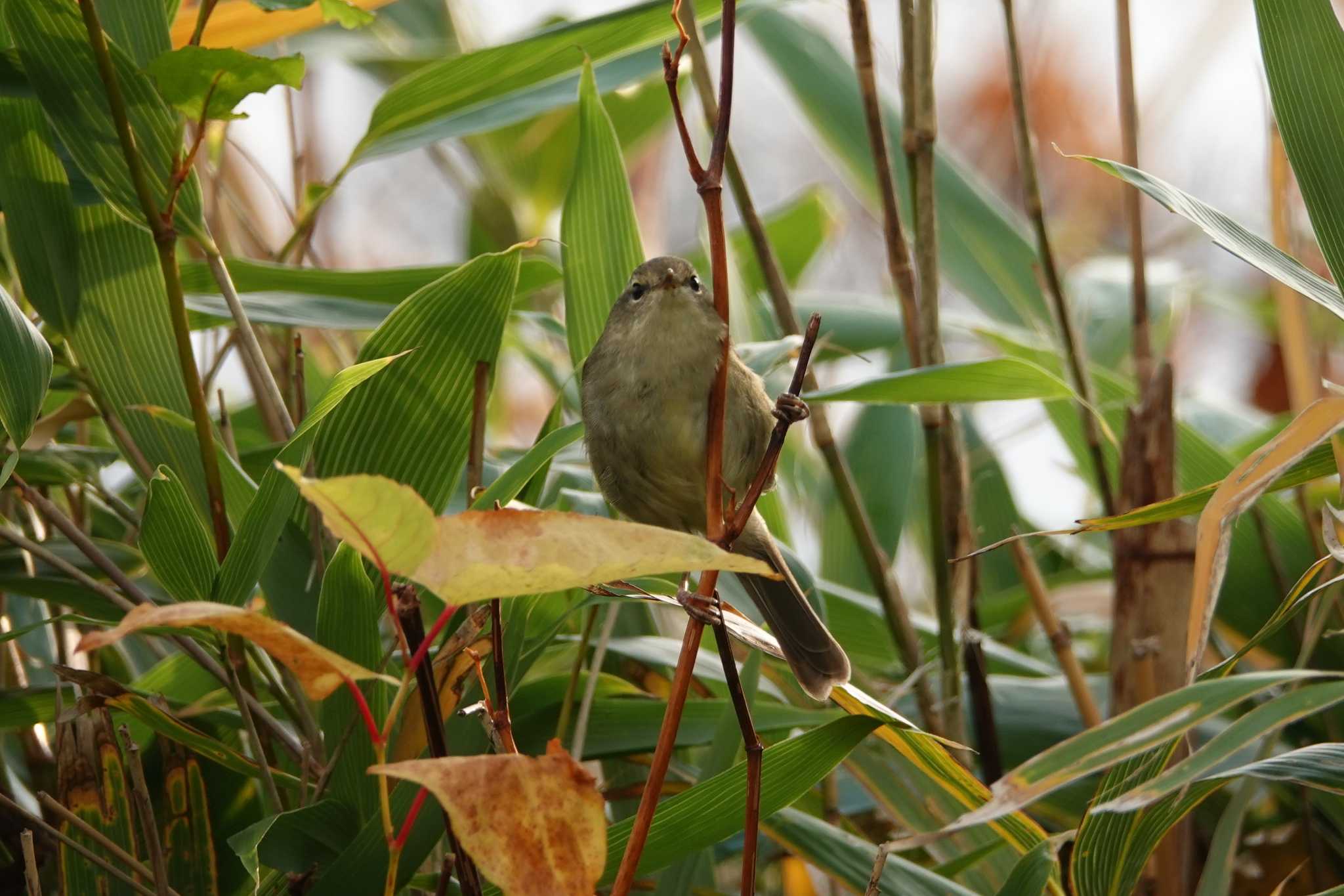 Untitled Photo by どばと