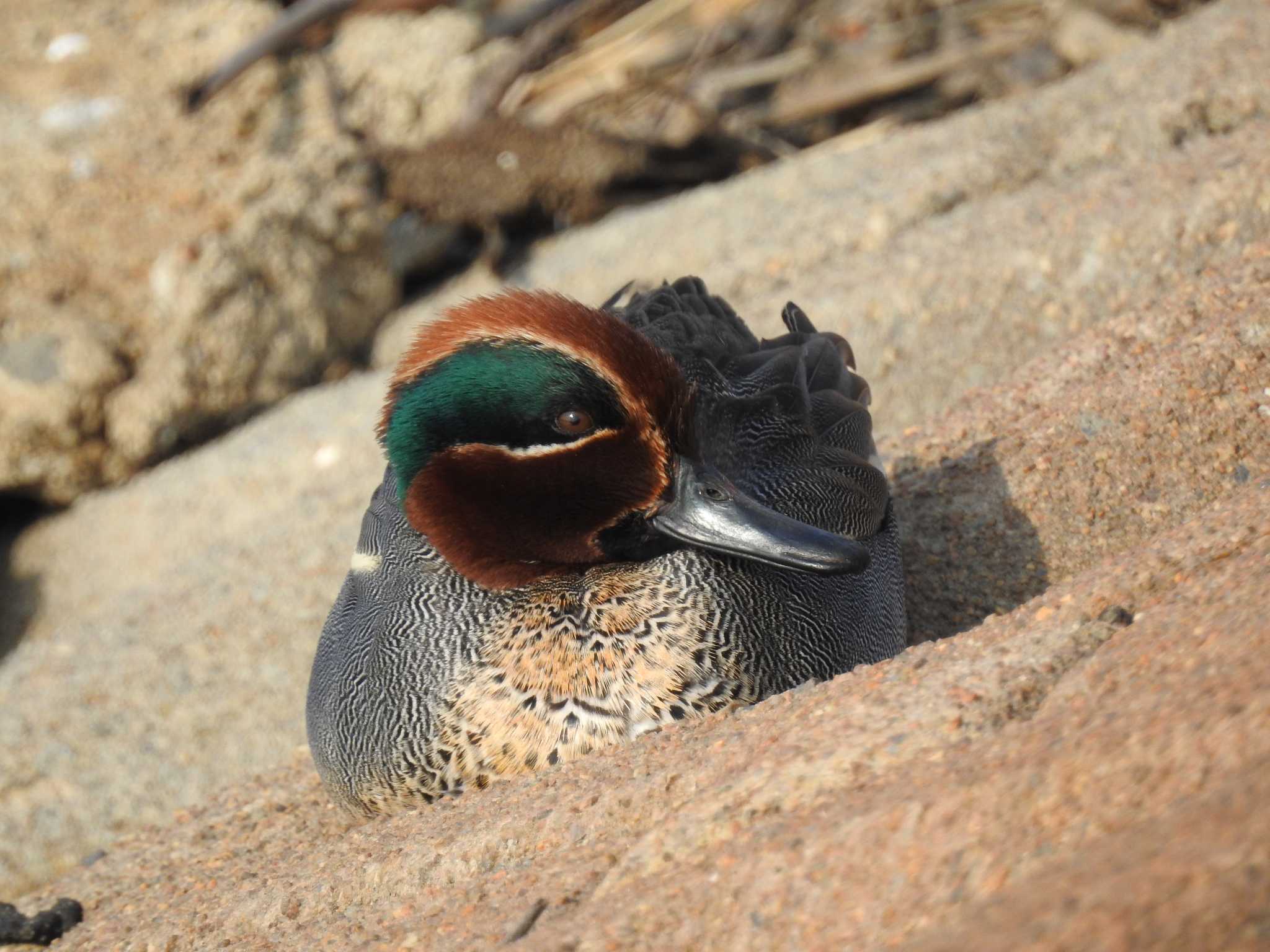 Eurasian Teal