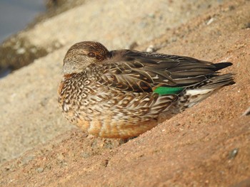 コガモ 兵庫県明石市 2018年2月24日(土)