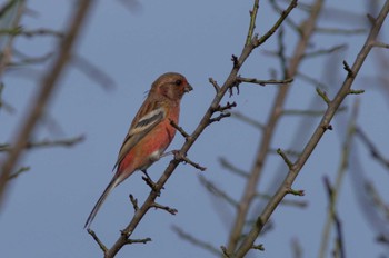 Siberian Long-tailed Rosefinch 杭瀬川スポーツ公園 Tue, 11/22/2022