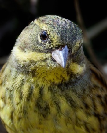 Masked Bunting Kitamoto Nature Observation Park Fri, 12/2/2022