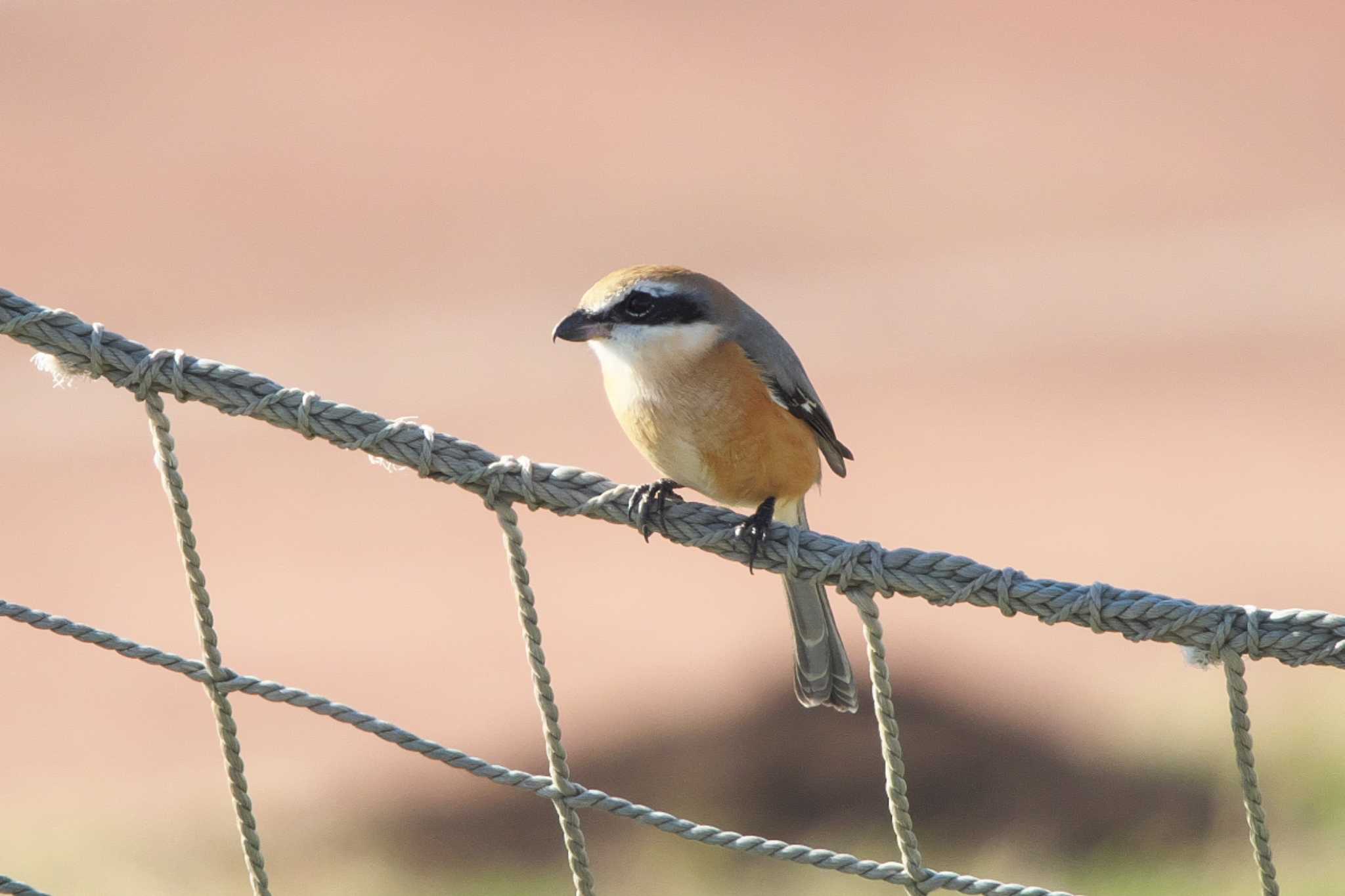 Bull-headed Shrike