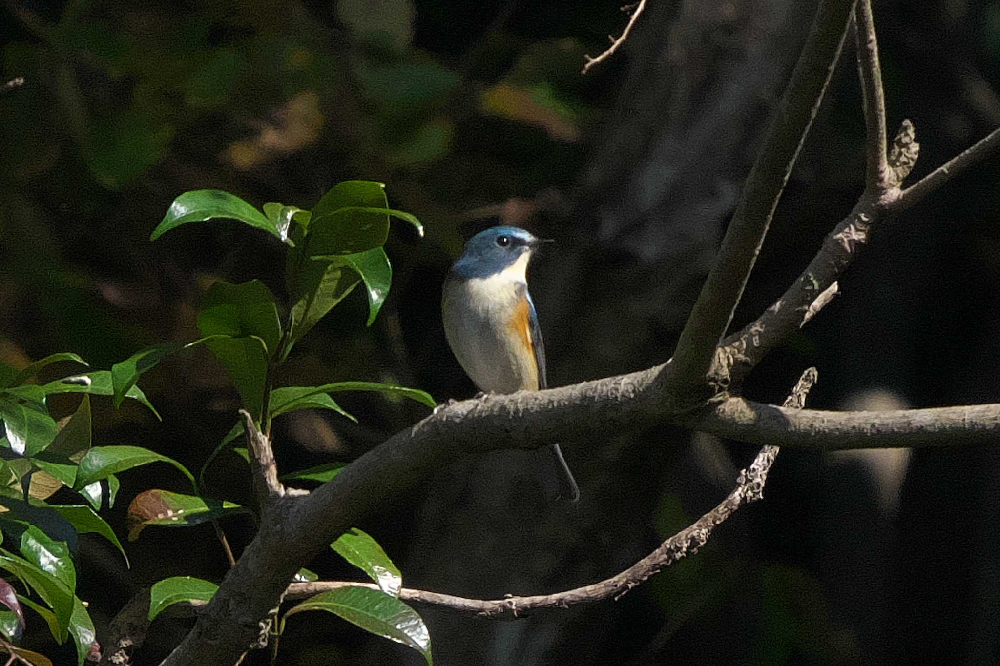 Red-flanked Bluetail