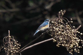 Wed, 12/7/2022 Birding report at 池子の森自然公園