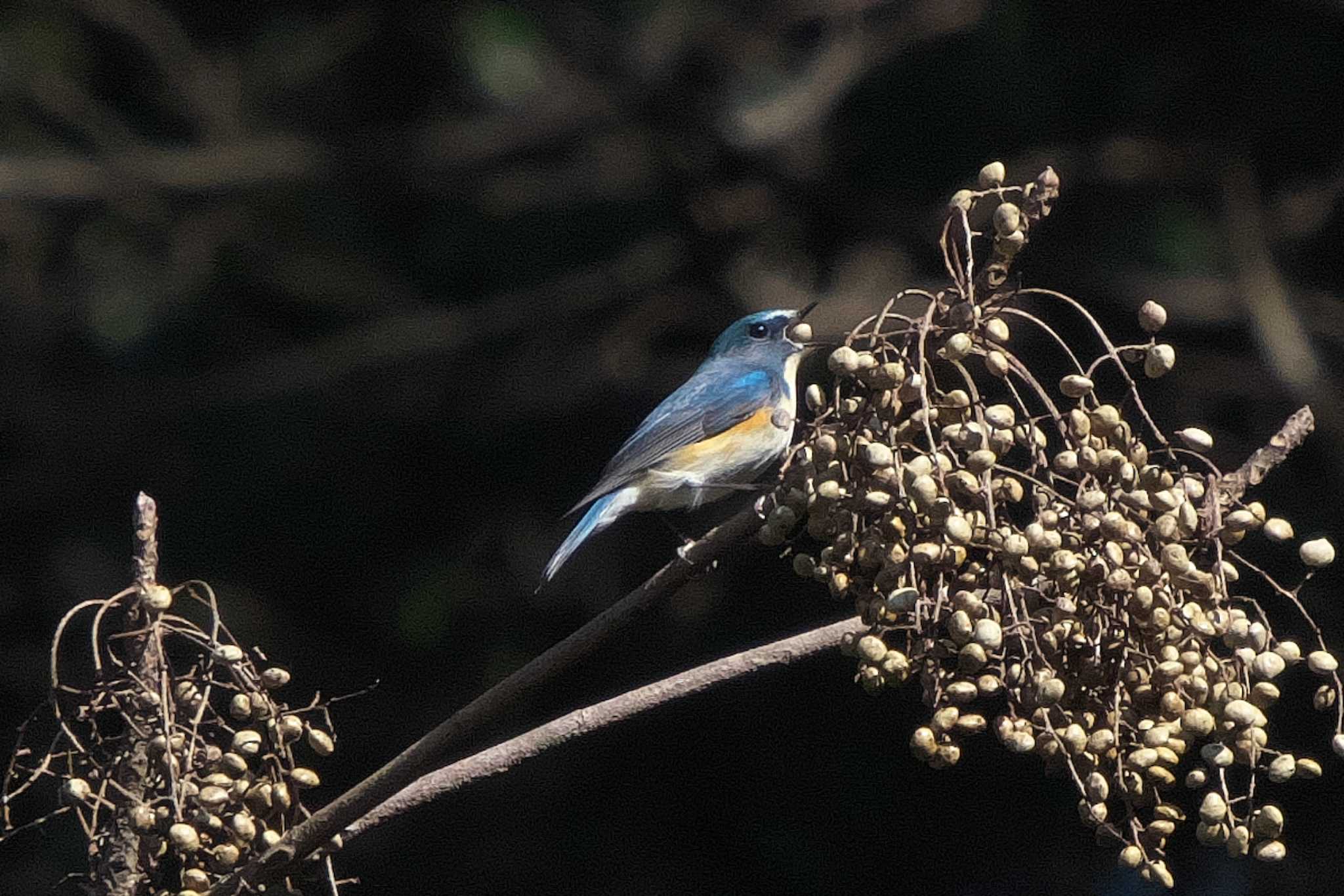 Red-flanked Bluetail