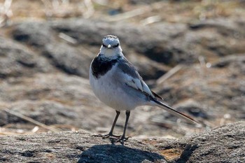 White Wagtail Unknown Spots Fri, 3/2/2018