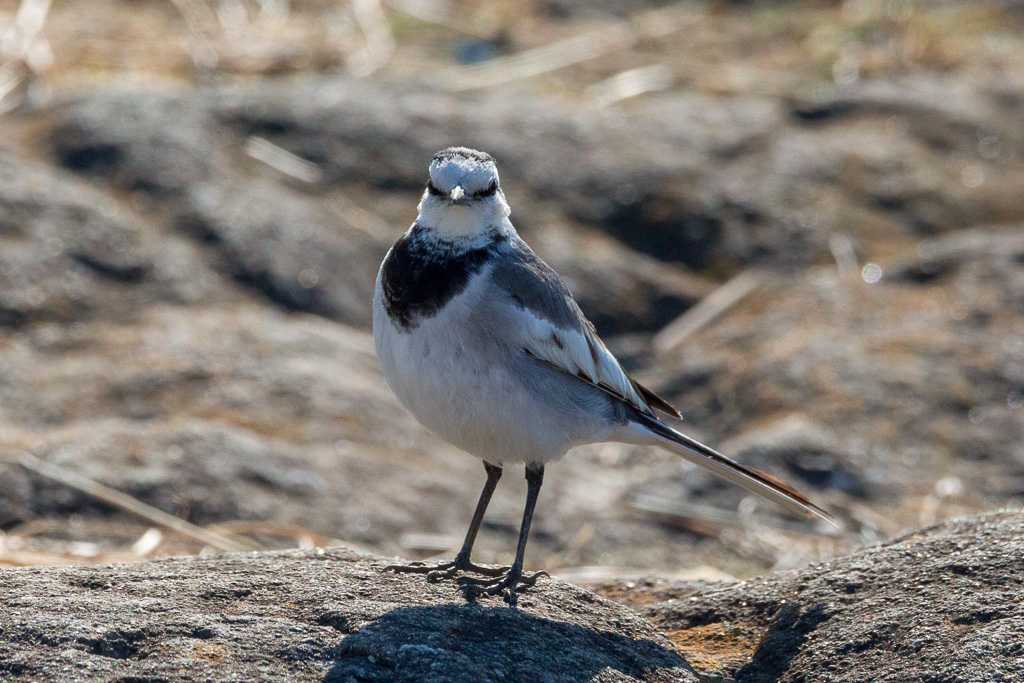 Photo of White Wagtail at  by たかとん