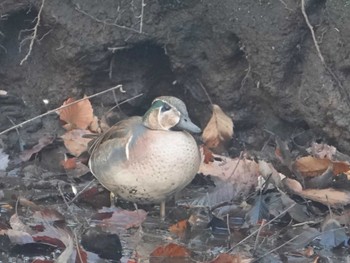 トモエガモ 小宮公園(八王子) 2022年12月8日(木)