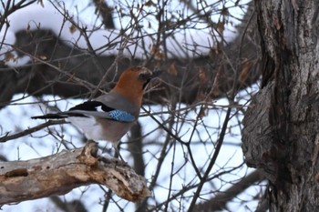 カケス 真駒内公園 2022年12月8日(木)