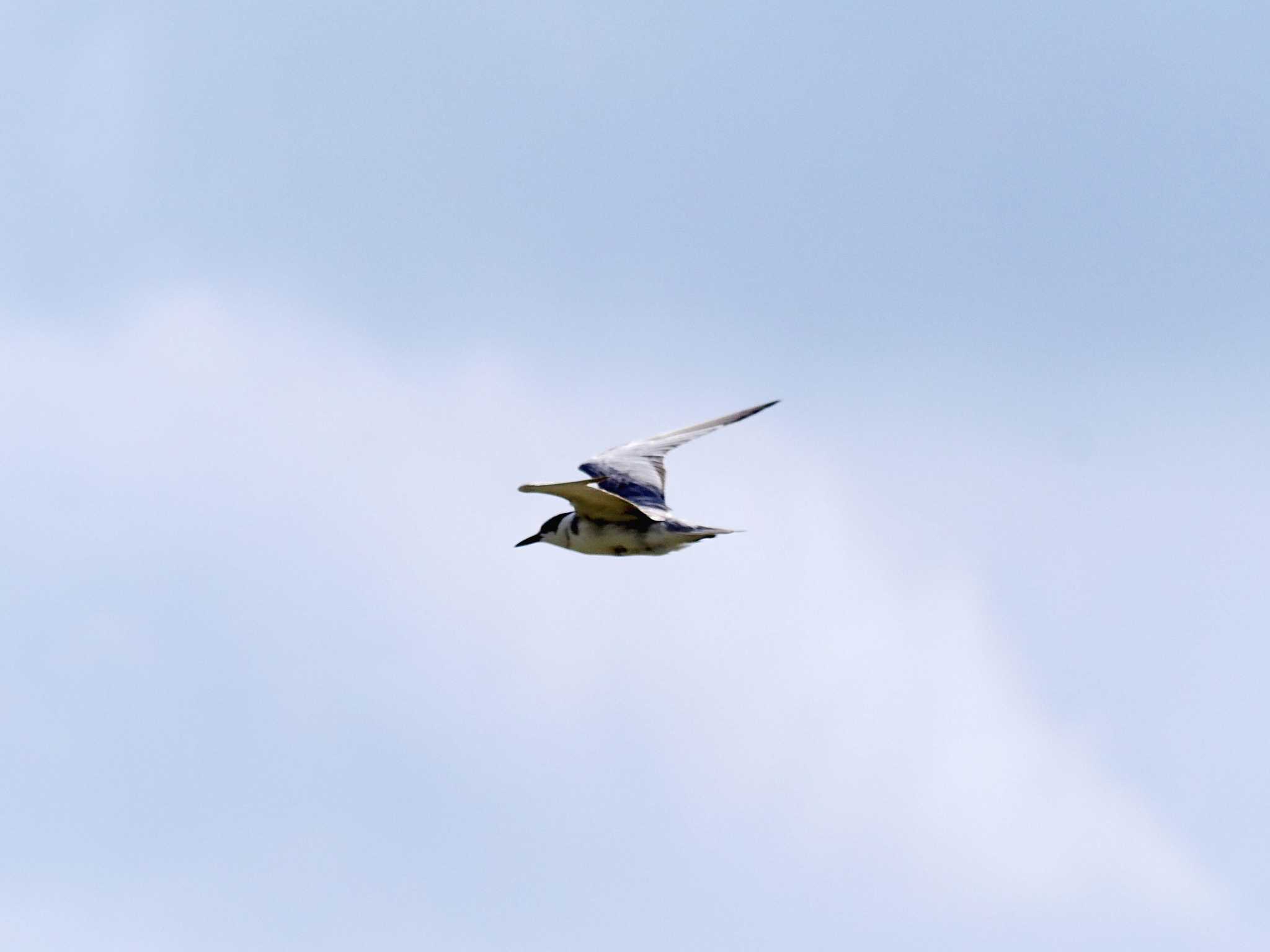 Photo of Whiskered Tern at 米須海岸 by 藤原奏冥