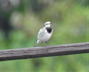 White Wagtail 羽生水郷公園 Sat, 10/22/2022