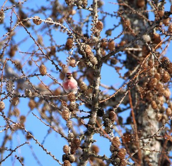 Common Redpoll 裏磐梯 Sun, 3/4/2018