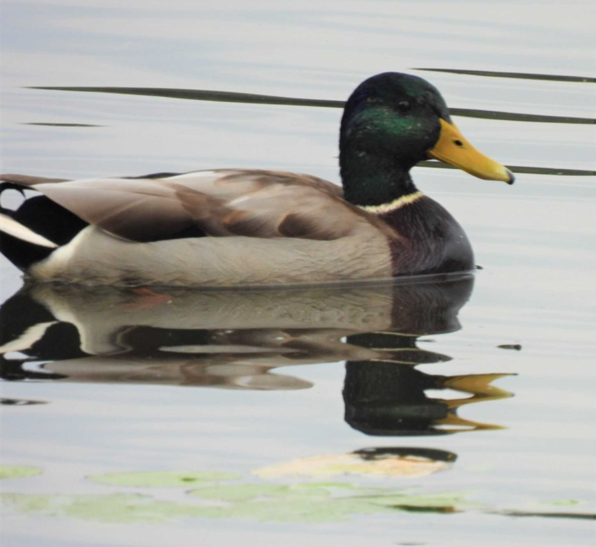 羽生水郷公園 マガモの写真 by ナベデコ