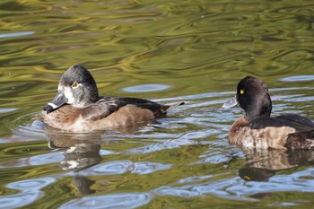 クビワキンクロ こども自然公園 (大池公園/横浜市) 2022年12月4日(日)