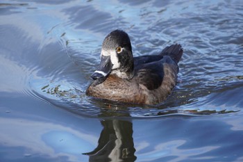 クビワキンクロ こども自然公園 (大池公園/横浜市) 2022年12月4日(日)