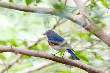 Sun, 12/4/2022 Birding report at 東京都立桜ヶ丘公園(聖蹟桜ヶ丘)