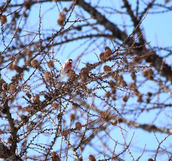 Common Redpoll 裏磐梯 Sun, 3/4/2018