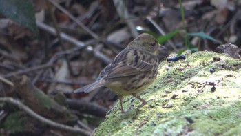 Masked Bunting Forest Park of Mie Prefecture Thu, 12/8/2022