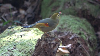 Red-billed Leiothrix Forest Park of Mie Prefecture Thu, 12/8/2022