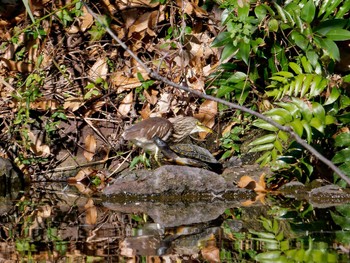 Chinese Pond Heron Nagahama Park Thu, 12/8/2022