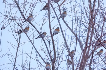 Brambling 浄水公園 Thu, 12/8/2022