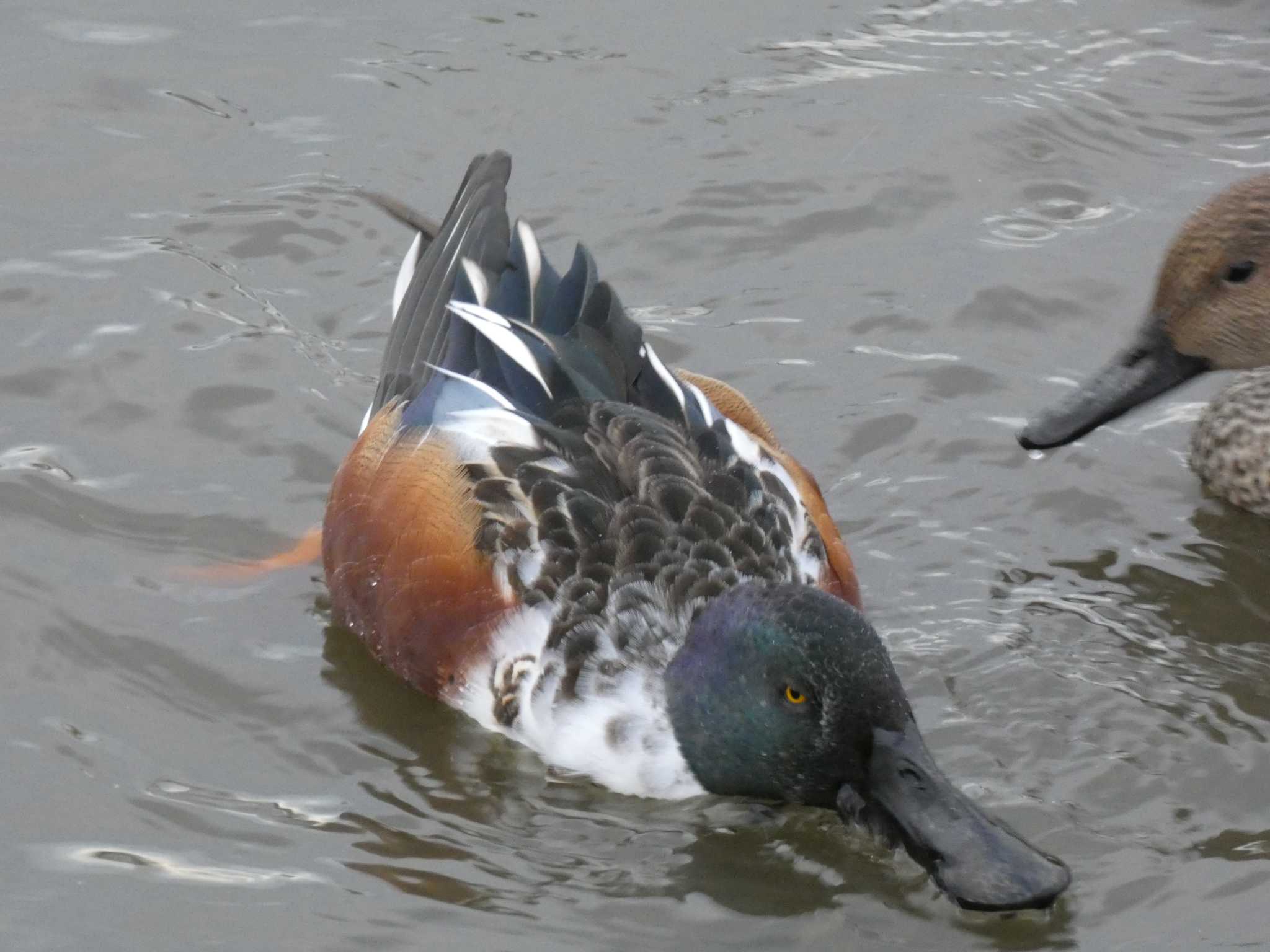 Northern Shoveler