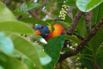 Rainbow Lorikeet ケアンズ Mon, 10/10/2022