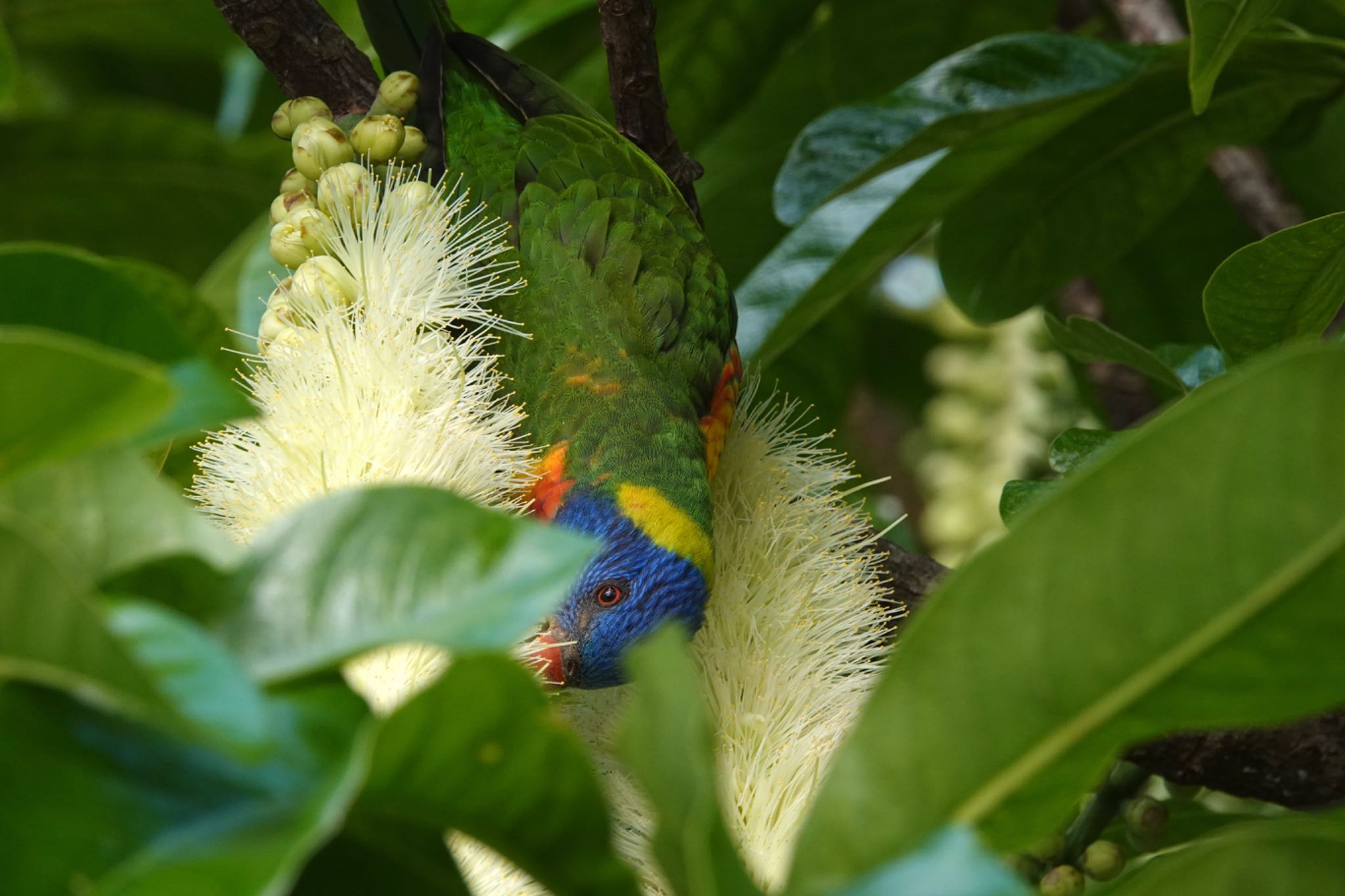 Photo of Rainbow Lorikeet at ケアンズ by のどか