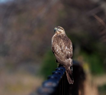 Eastern Buzzard 東京都多摩地域 Wed, 12/7/2022