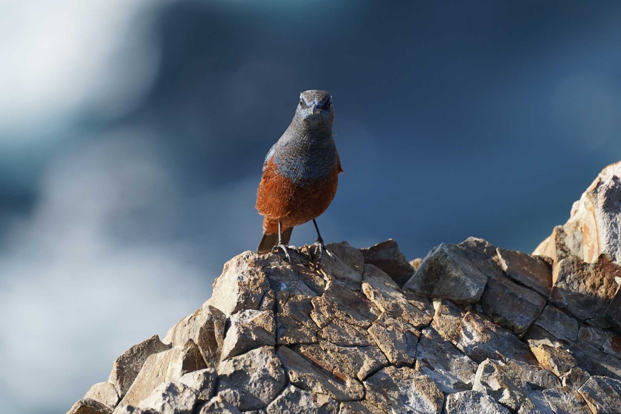 Blue Rock Thrush