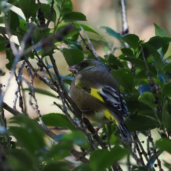 Oriental Greenfinch(kawarahiba) Unknown Spots Fri, 12/2/2022