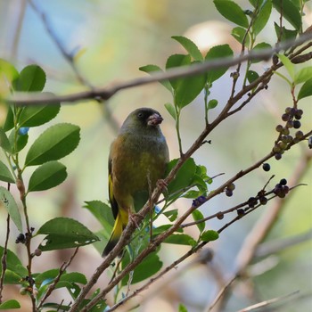 Oriental Greenfinch(kawarahiba) Unknown Spots Fri, 12/2/2022