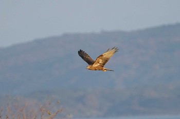 チュウヒ 斐伊川河口 2022年12月8日(木)