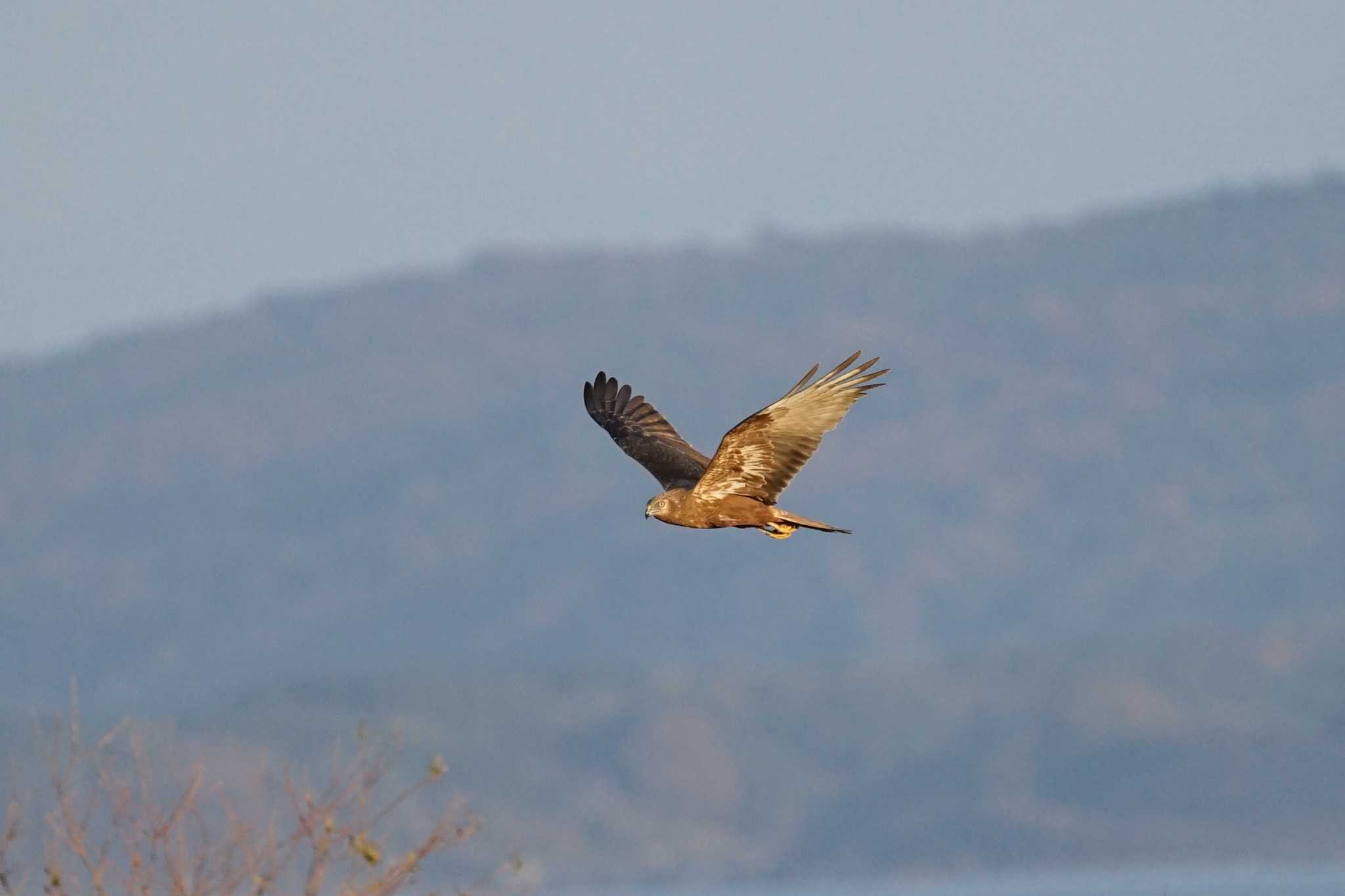 Photo of Eastern Marsh Harrier at 斐伊川河口 by ひらも