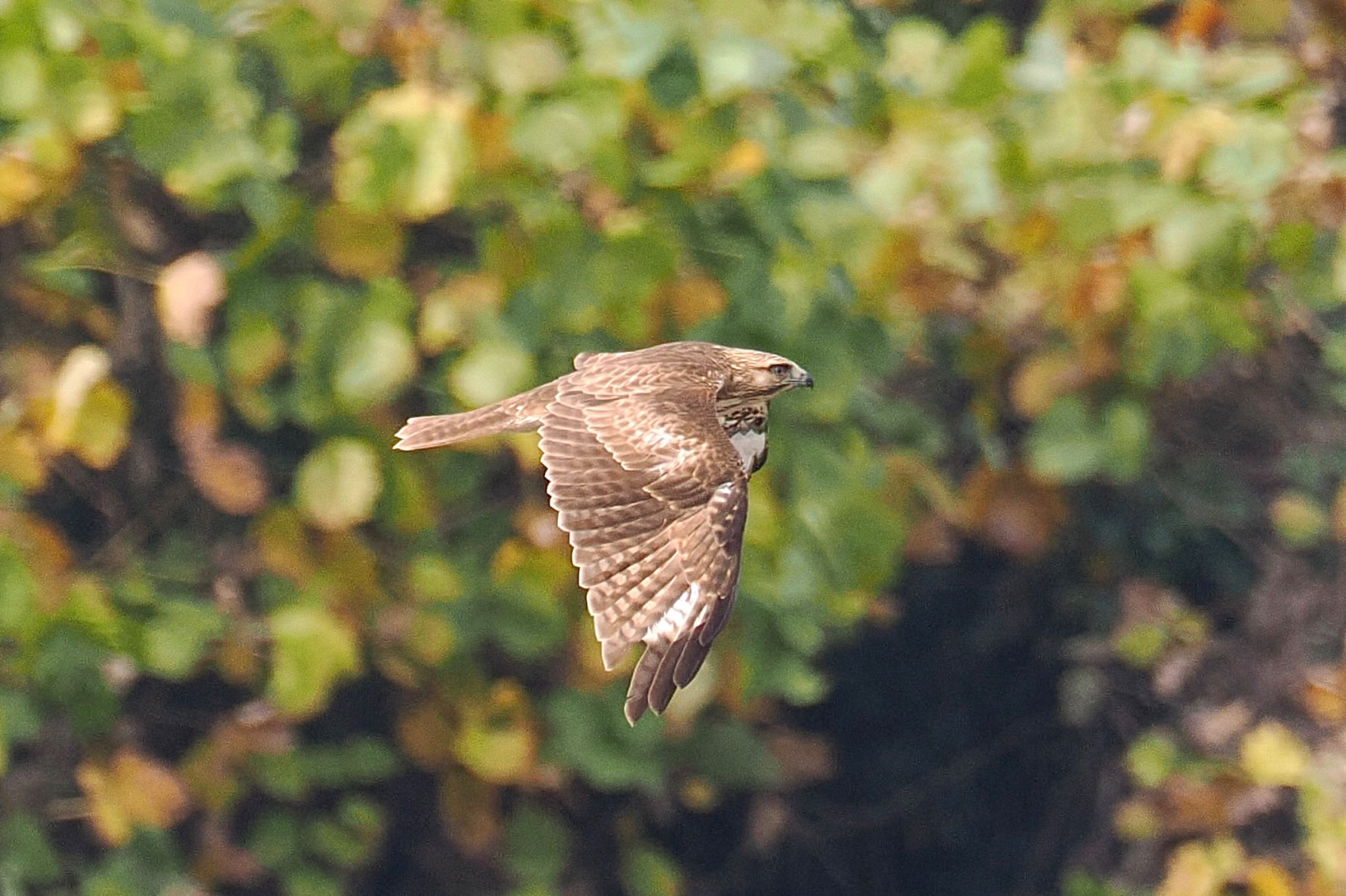 葛西臨海公園 ノスリの写真 by とりとり